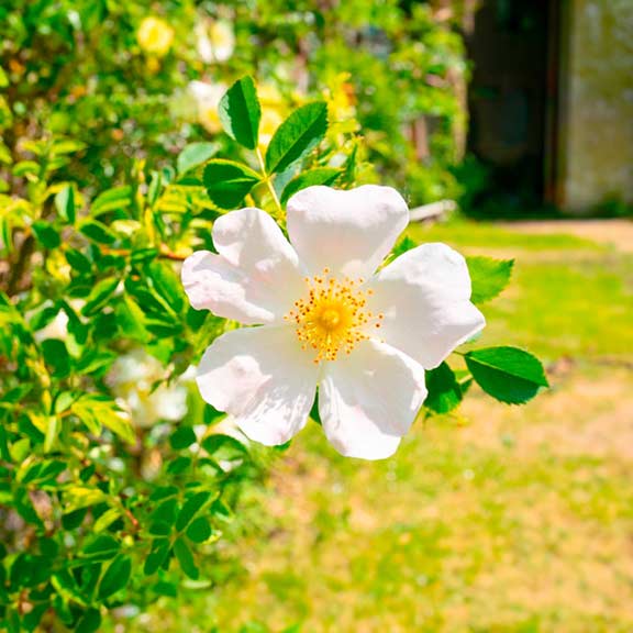 Un brin rêveur // Chambres et table d'hôtes // Vannerie // Bretagne // Finistère // Fleur // Informations réservation